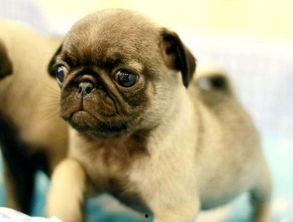 巴哥最新爆料信息网,揭秘网络热点背后的真相